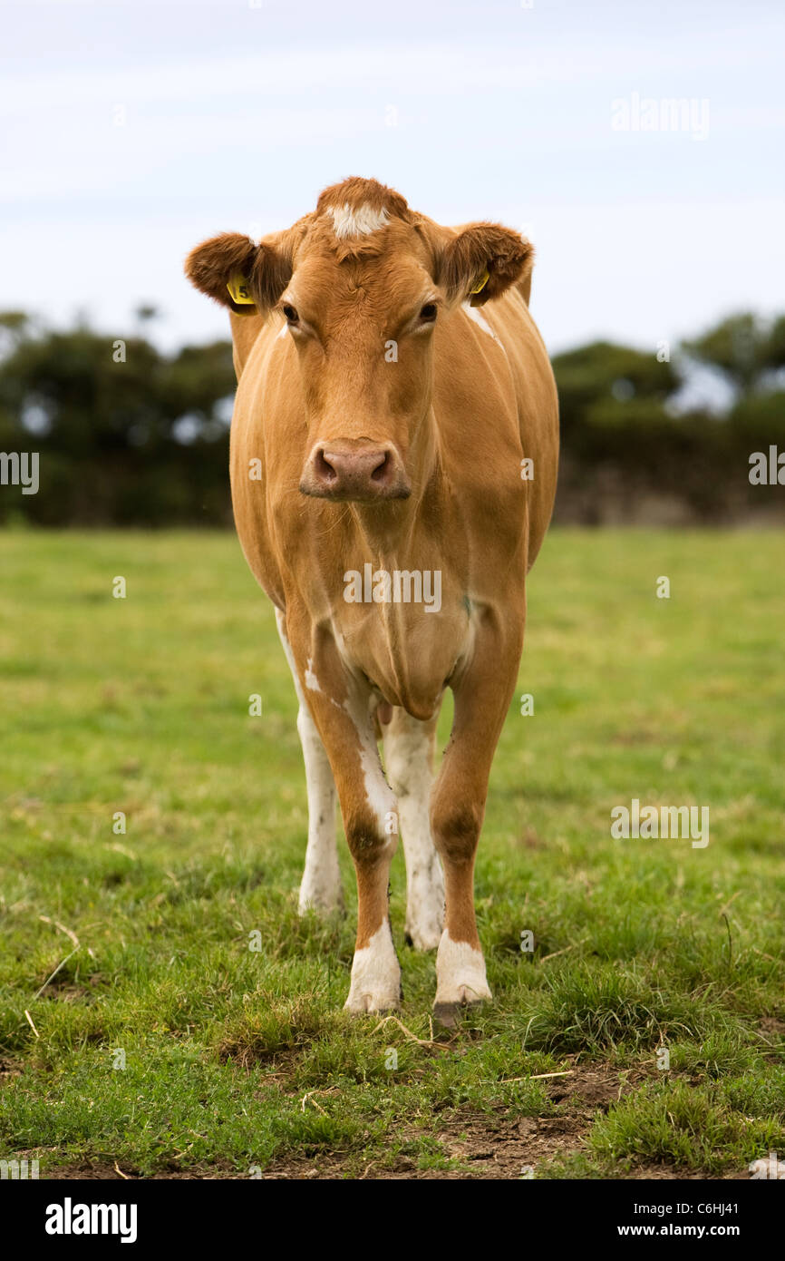 A Guernsey cow in a field faces the camera Stock Photo