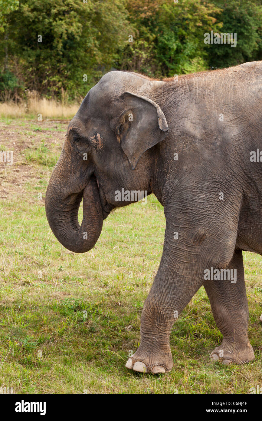 Asian Elephant Elephas maximus Twycross Zoo  Warwickshire England UK GB EU Europe Stock Photo