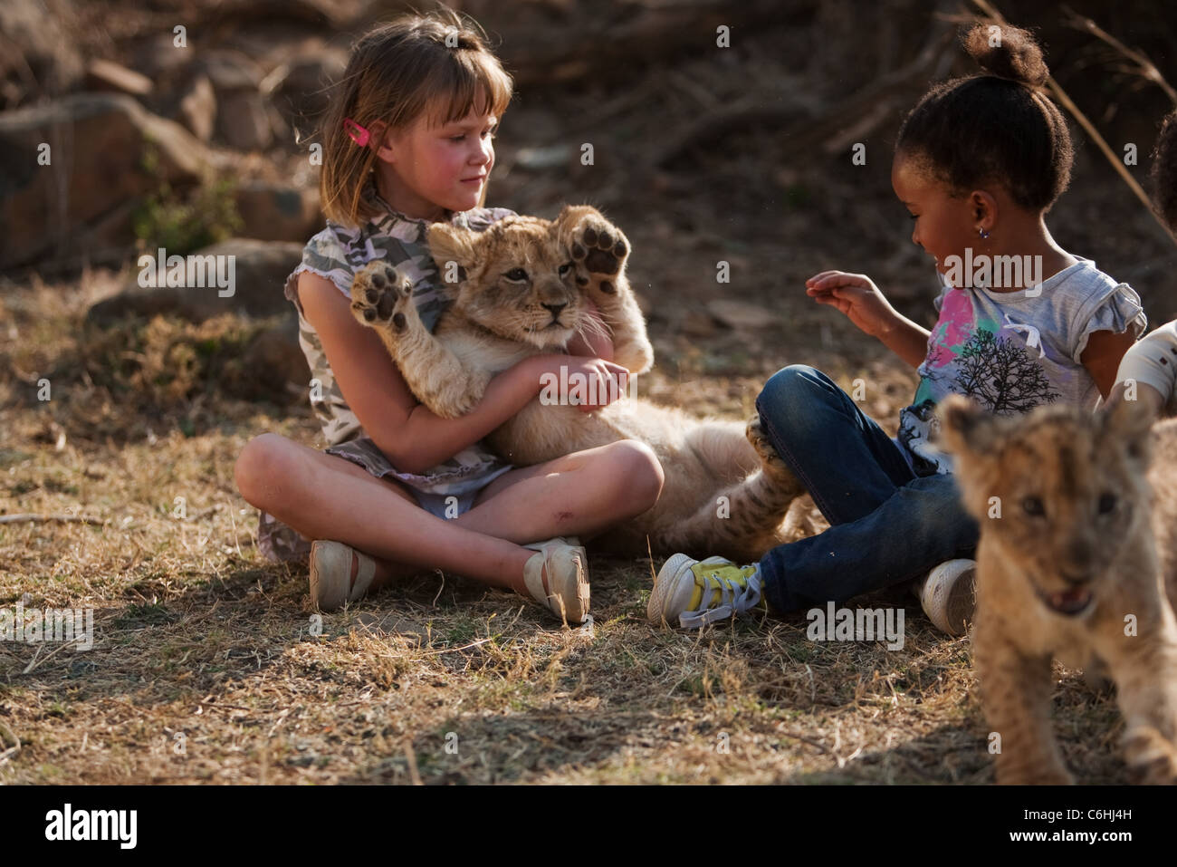 Young children petting lion cubs Stock Photo Alamy