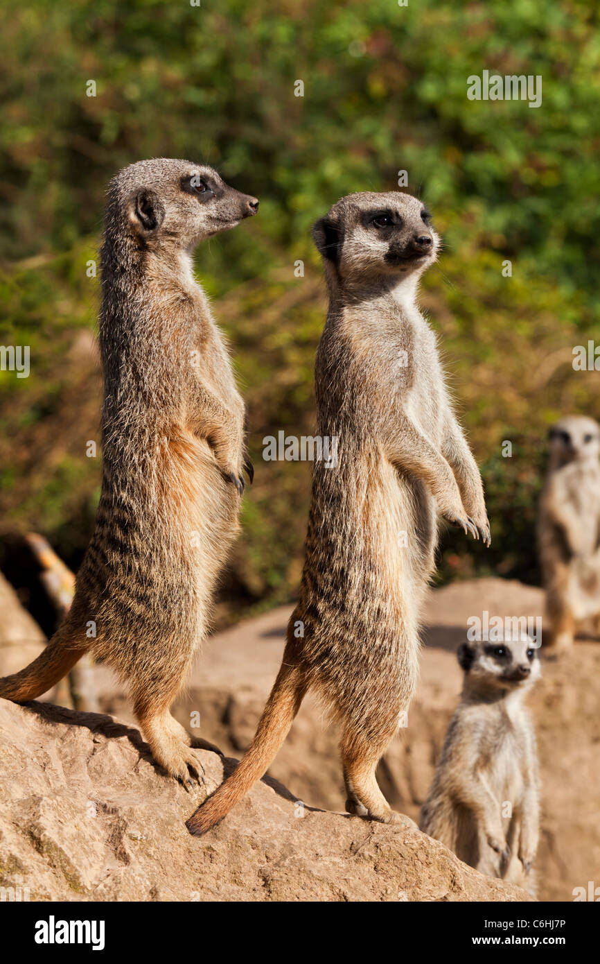 meerkats family group standing side view Twycross zoo Stock Photo