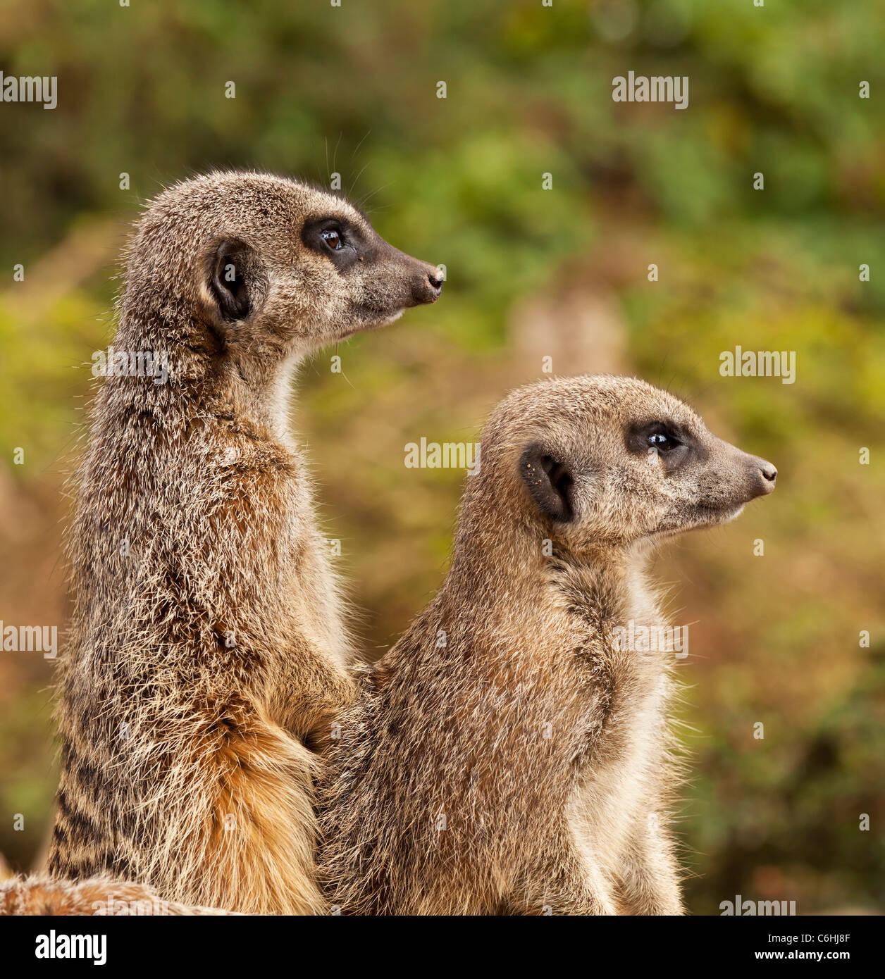 meerkats standing side view Twycross zoo Stock Photo