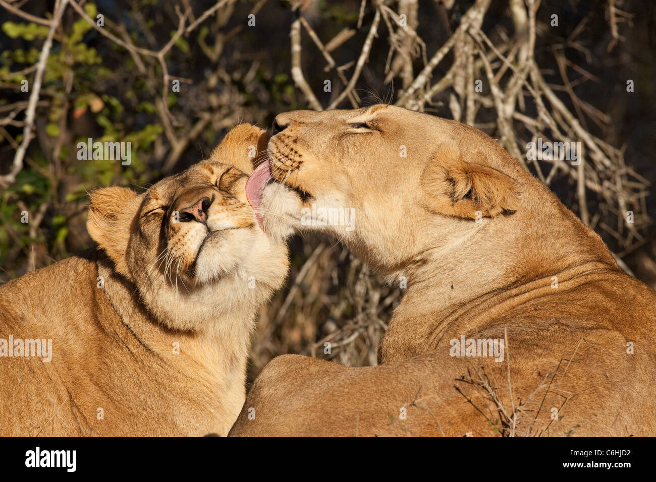 Lionesses grooming another Stock Photo
