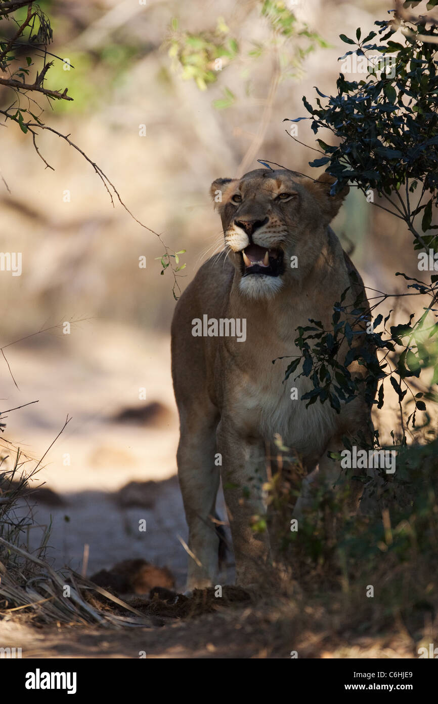 Lioness standing in a bush track Stock Photo