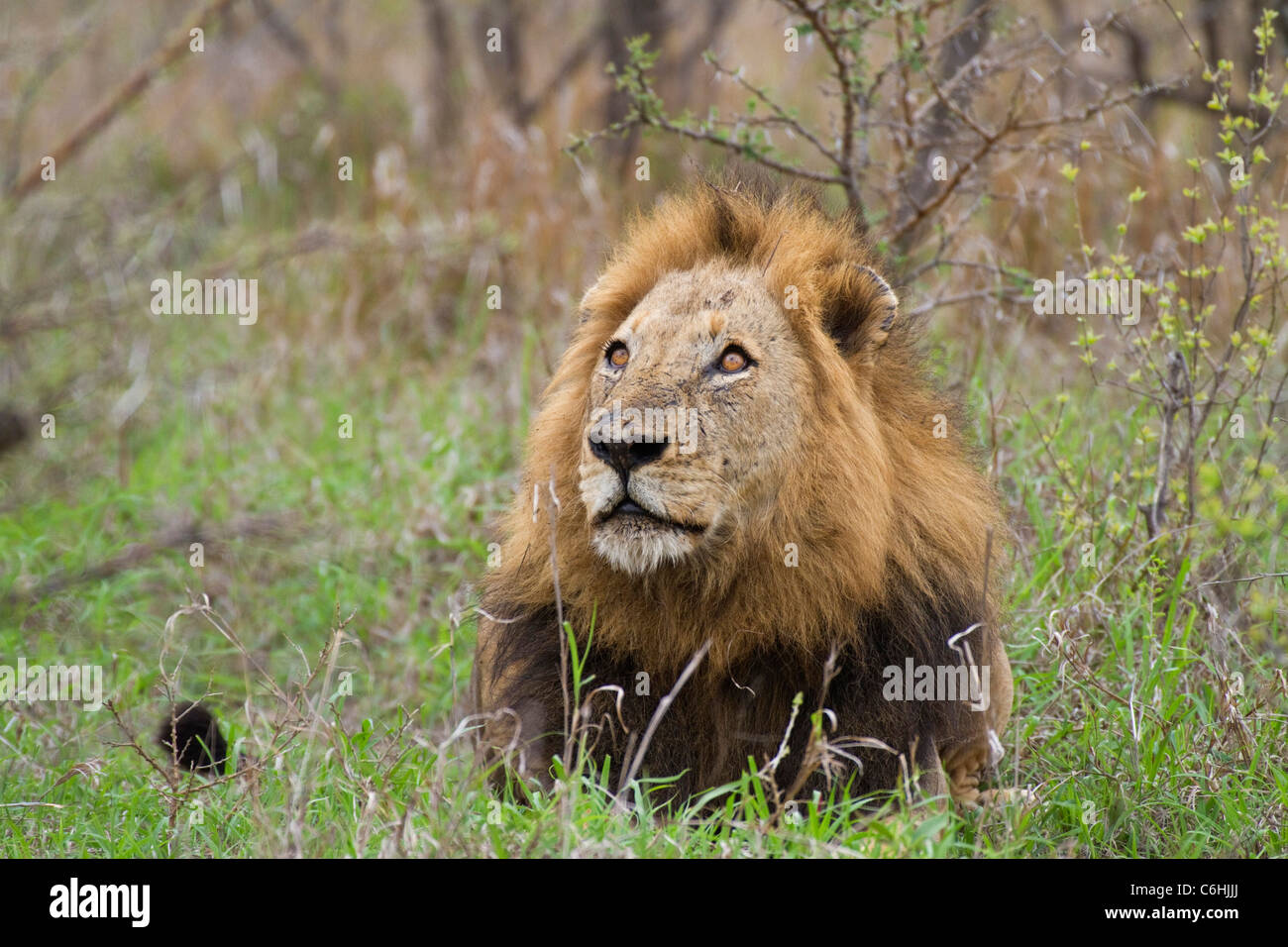 Portrait of a male lion looking skywards Stock Photo