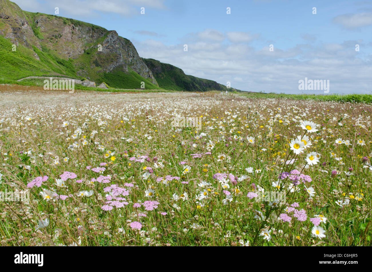 Daisies in wildflower meadow at St Cyrus Nature Reserve Kincardineshire Stock Photo