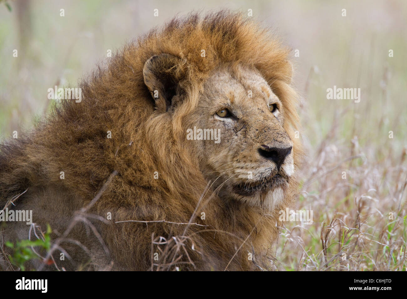 Portrait of a male lion with a large mane Stock Photo