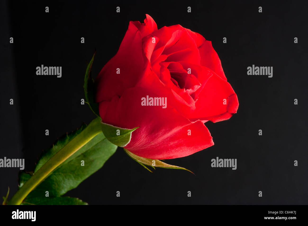 red rosebud close up on black background Stock Photo
