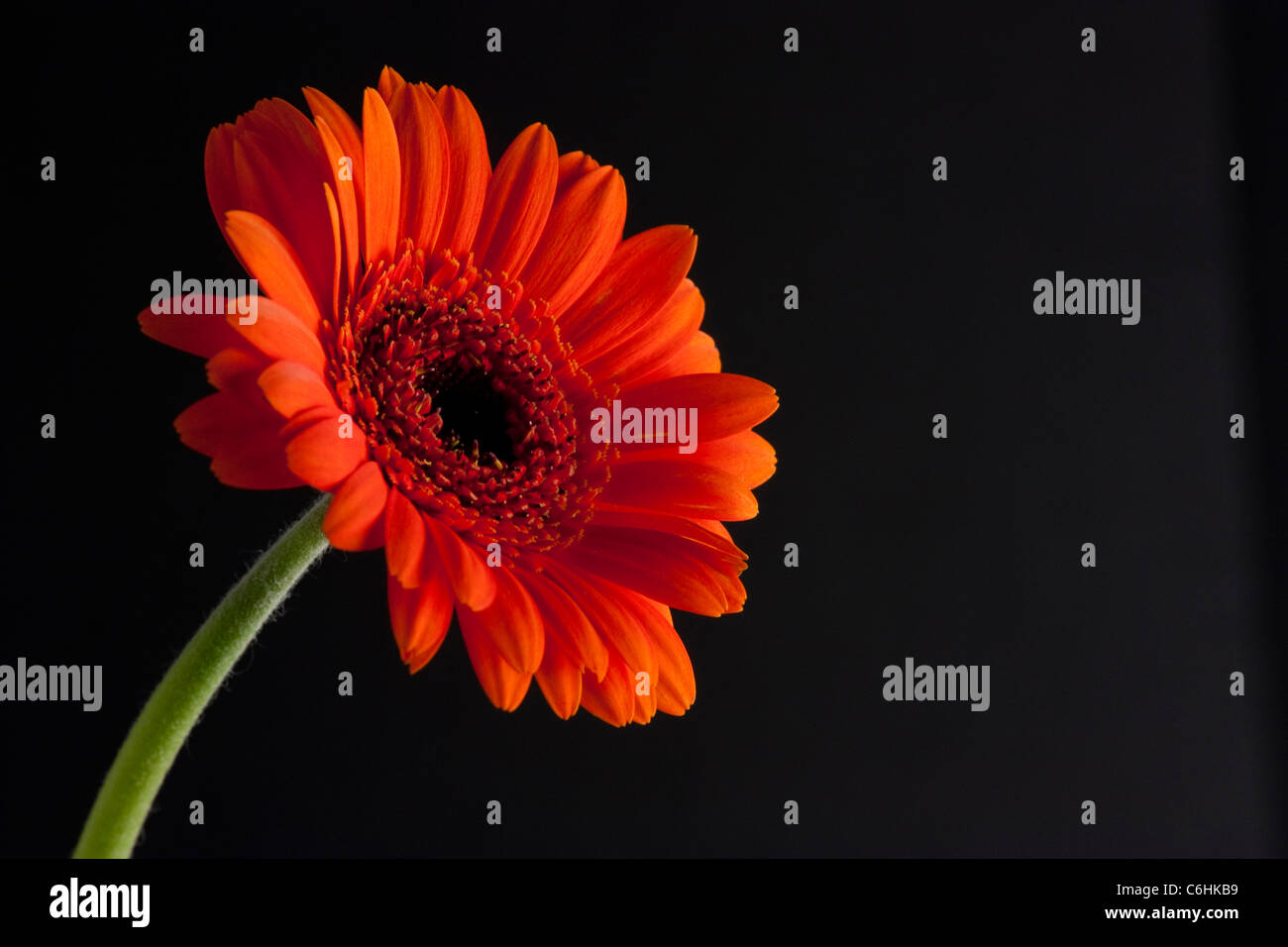 orange daisy or echinacea on black background Stock Photo
