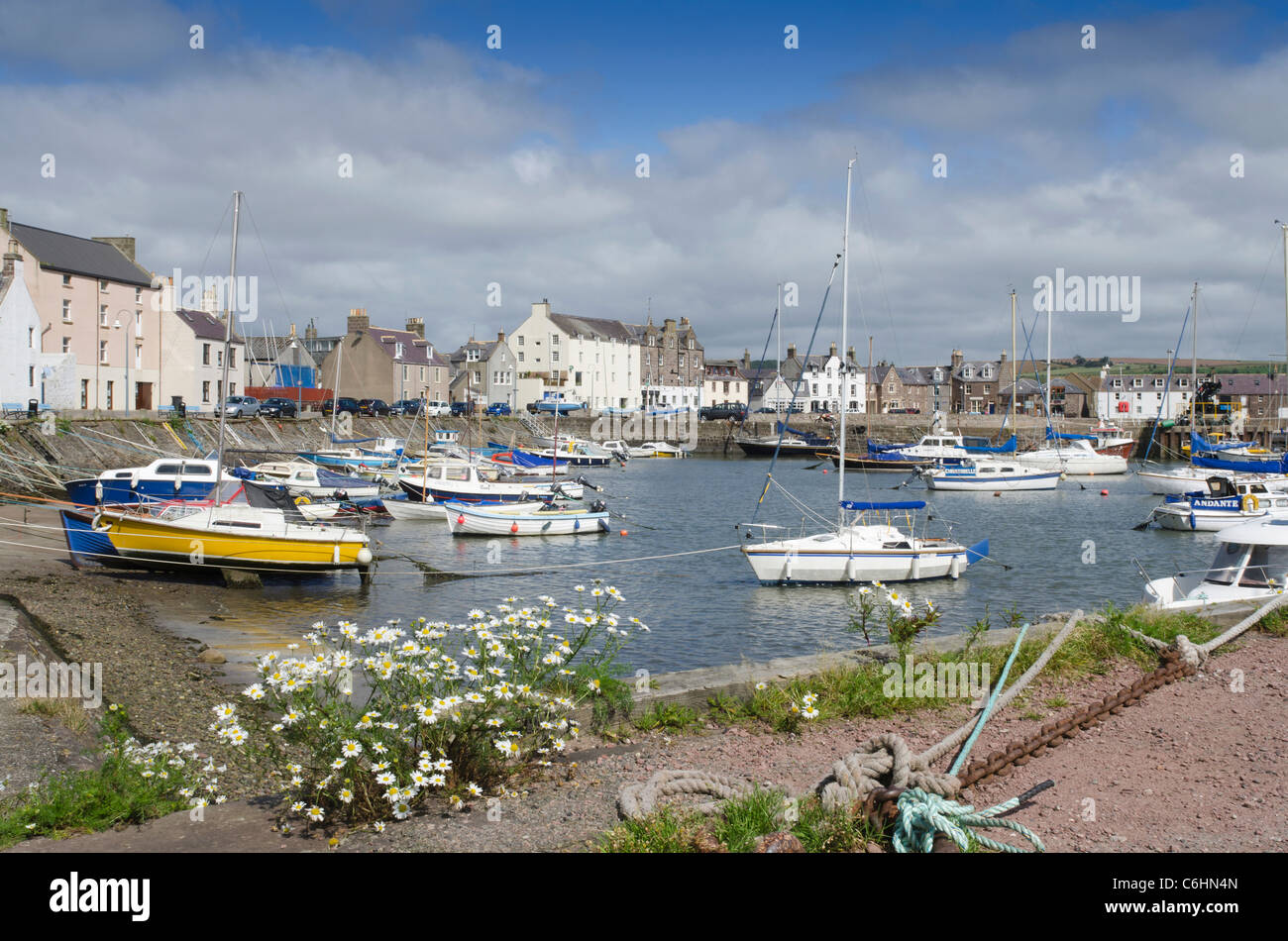 Leisure boats moored at Stonehaven Harbour with wild daisies  - Kincardienshire Stock Photo