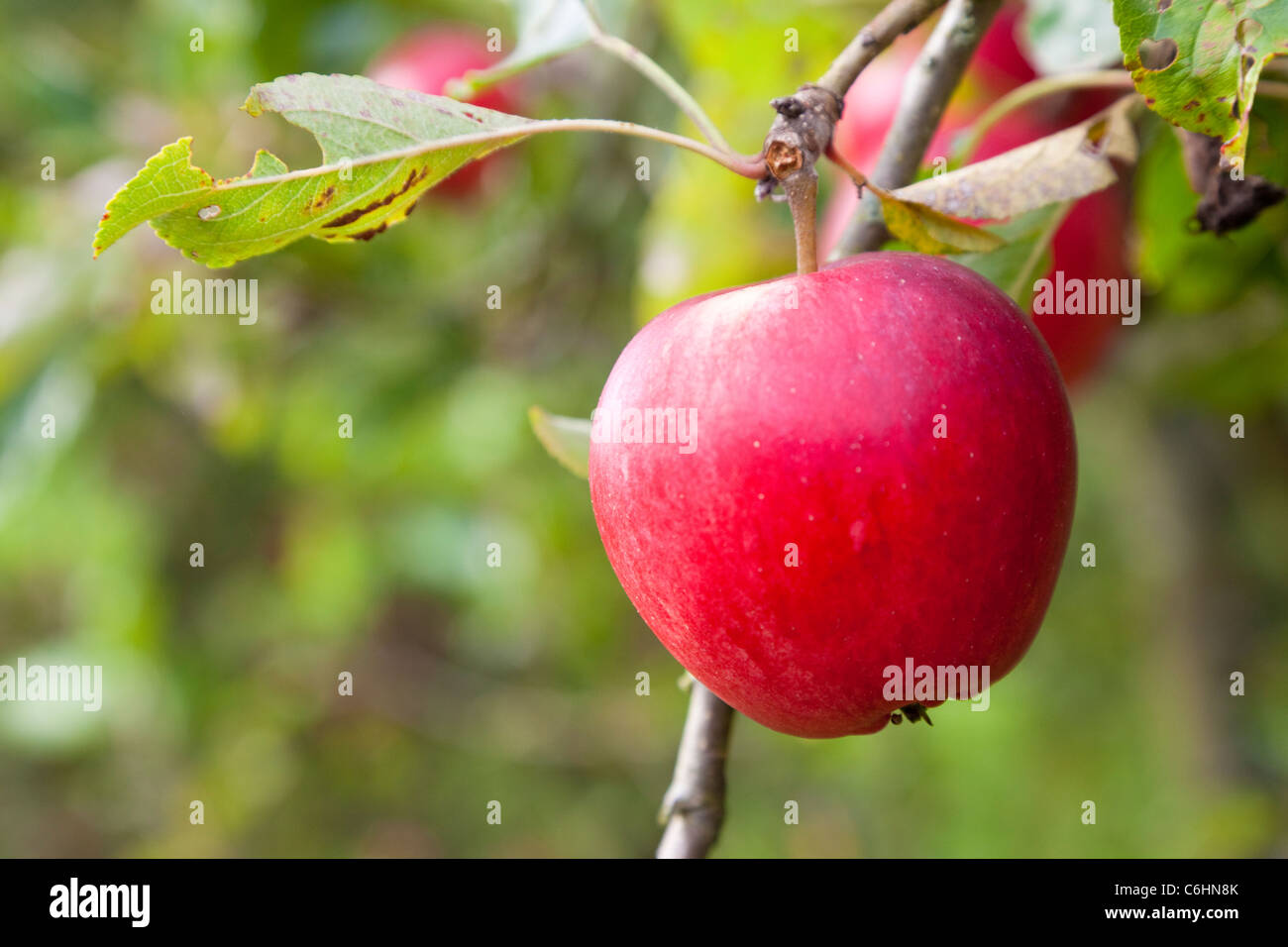 Rosy red apples hanging on a tree in an orchard, Kent, UK Stock Photo