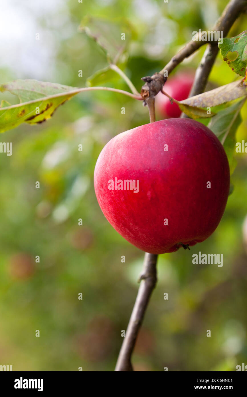 Rosy red apples hanging on a tree in an orchard, Kent, UK Stock Photo ...