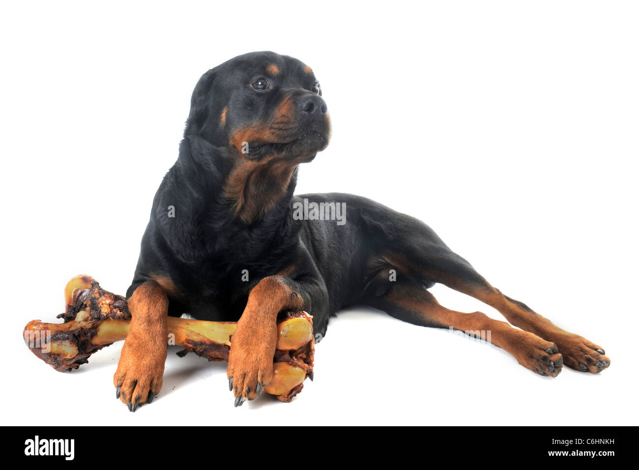 portrait of a purebred rottweiler with bone in front of white ...
