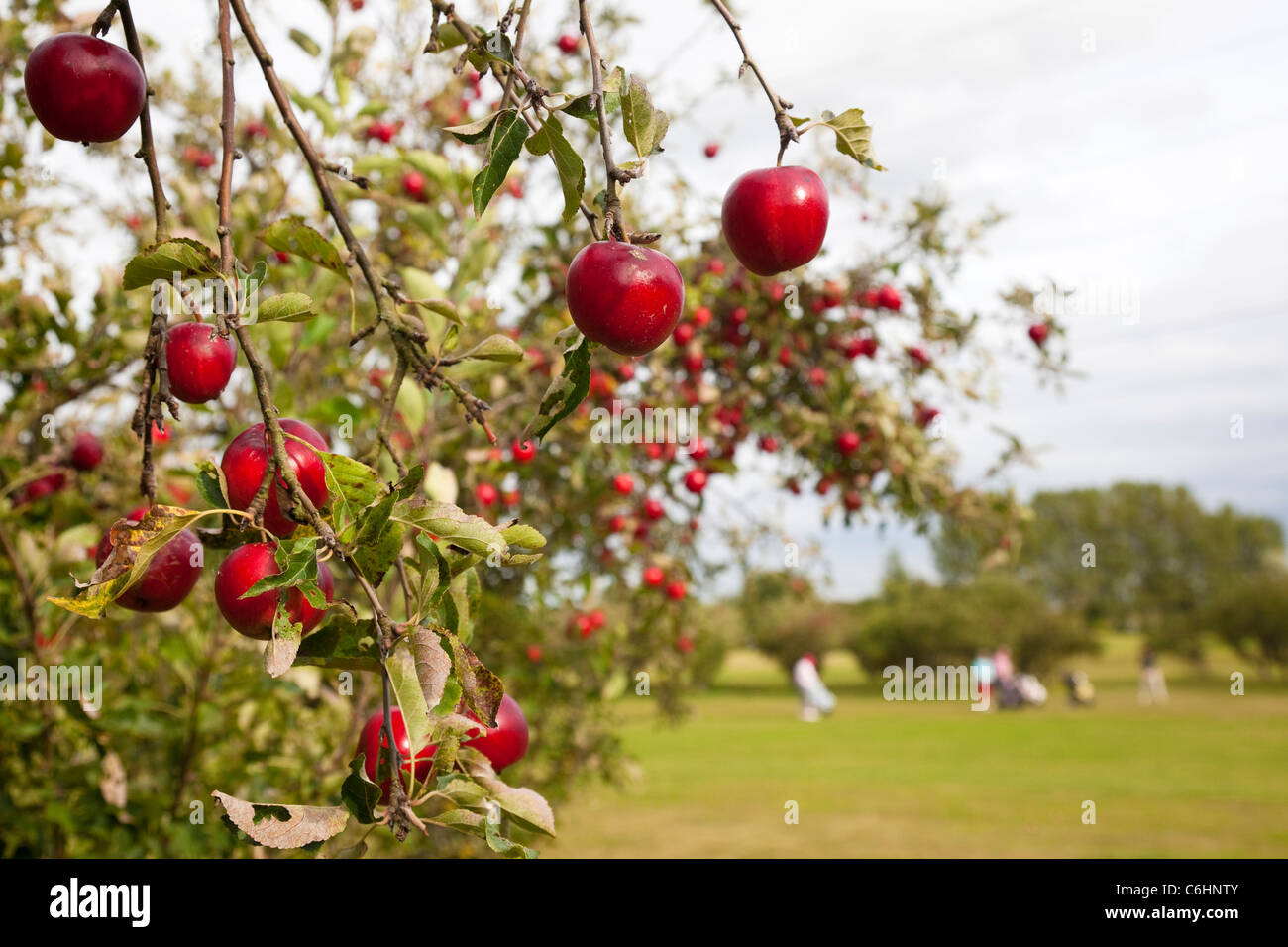 Rosy red apples hanging on a tree in an orchard, Kent, UK Stock Photo ...