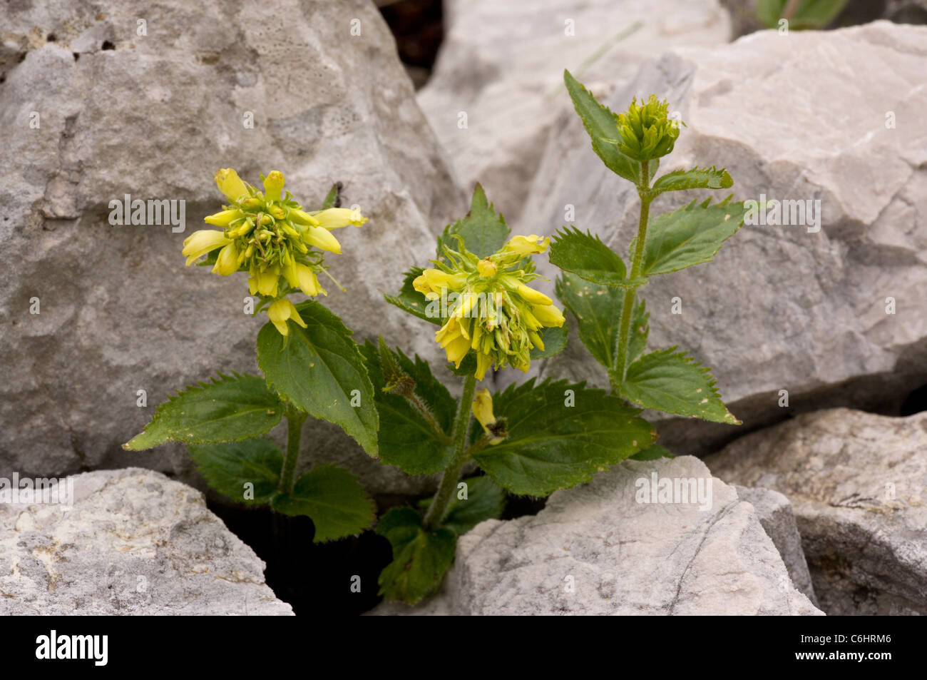 Yellow Paederota, Paederota lutea on limestone cliff; Slovenia. Stock Photo