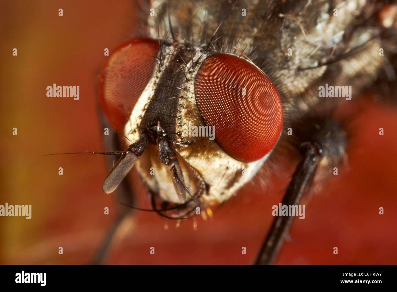 Flesh fly, Sarcophaga carnaria on leaf UK Stock Photo
