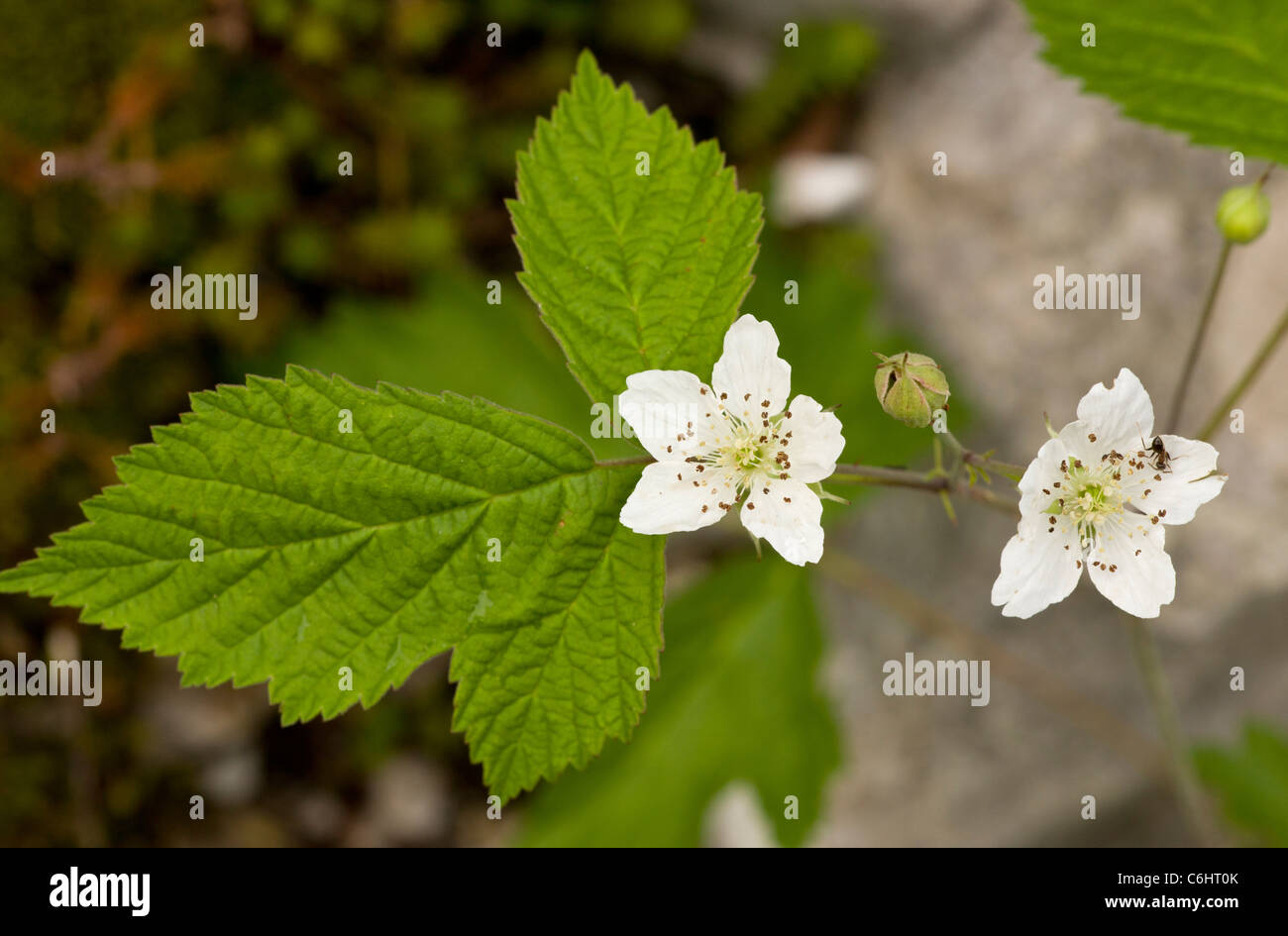 Dewberry Rubus caesius in flower. Stock Photo