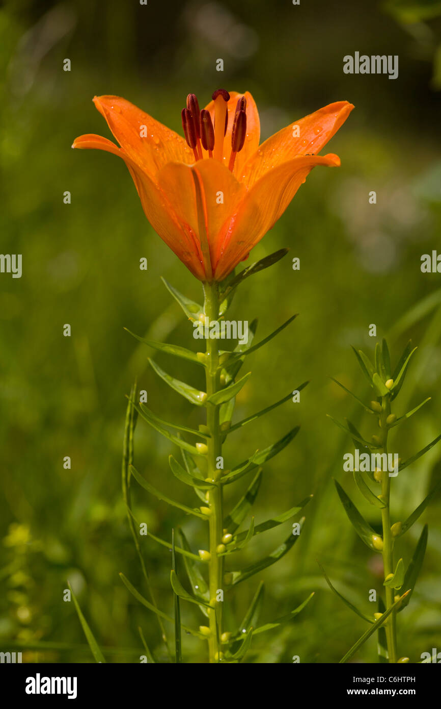 Lilium bulbiferum bulb hi-res stock photography and images - Alamy
