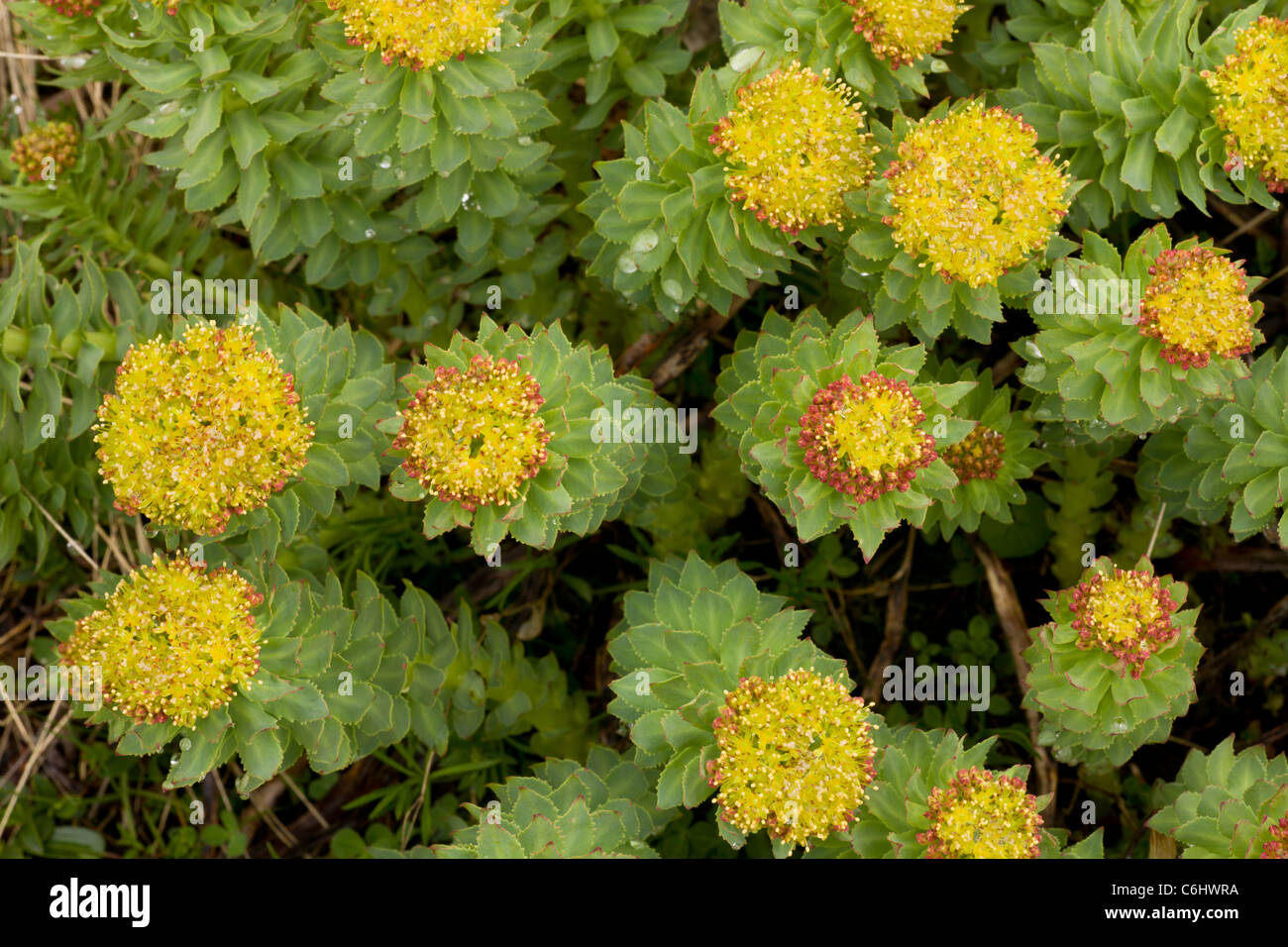 Roseroot, Sedum rosea = Rhodiola rosea; large clumps in flower in the ...