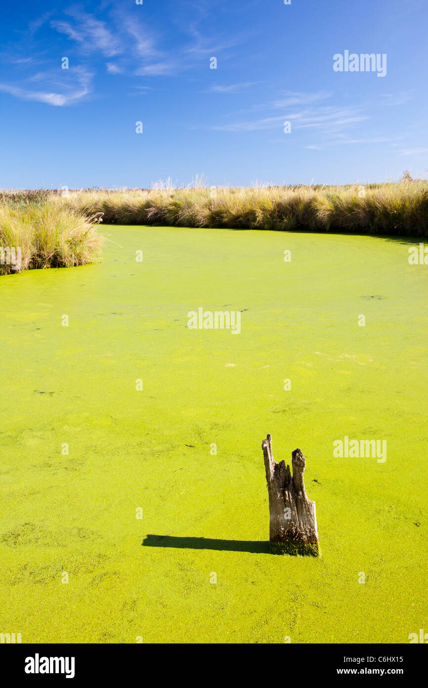 Duck weed choking a water course on the Cley bird reserve, North Norfolk, UK. Stock Photo