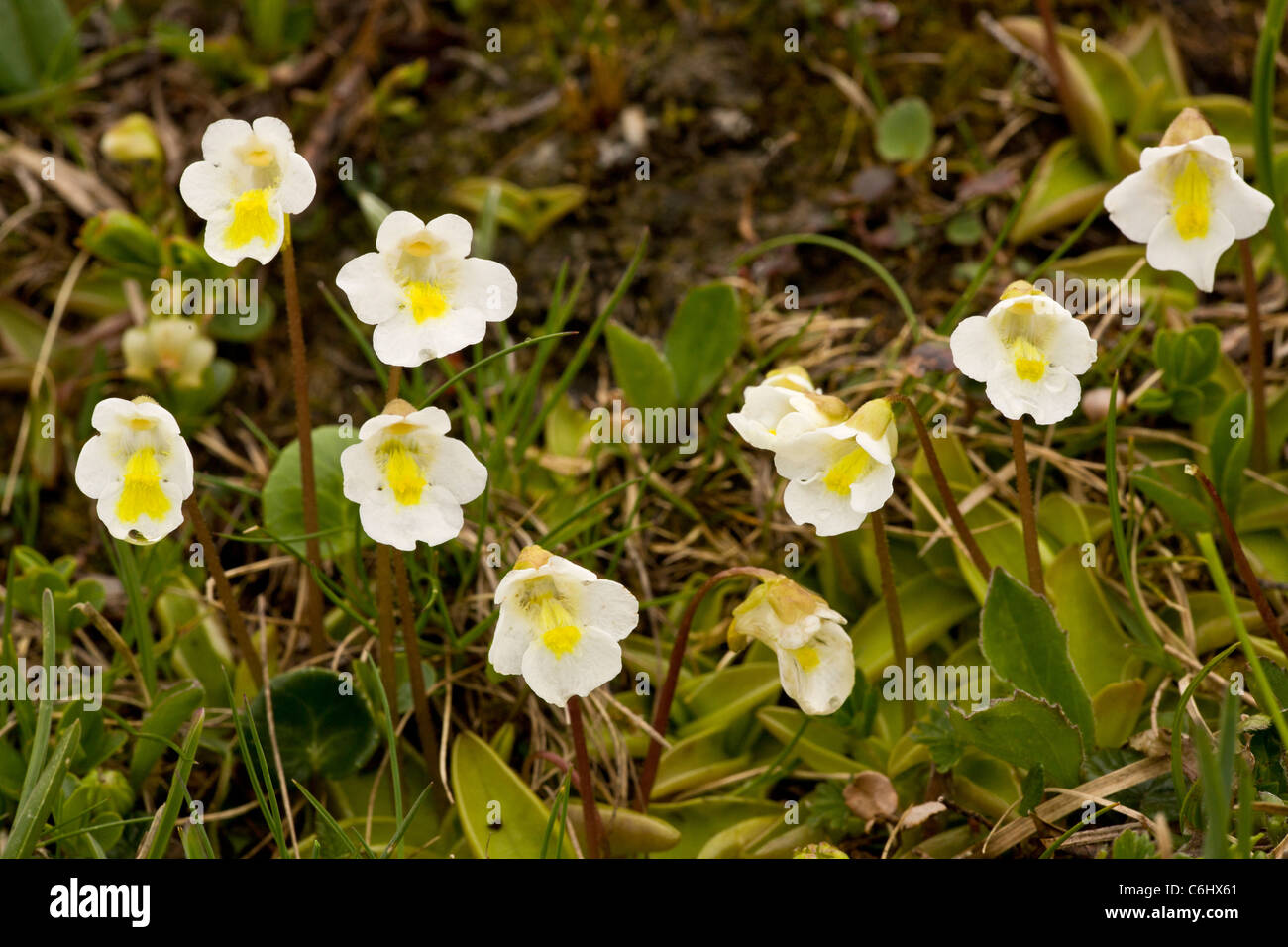 Alpine butterwort, Pinguicula alpina in flower. Insectivorous plant. Julian Alps, Slovenia. Stock Photo