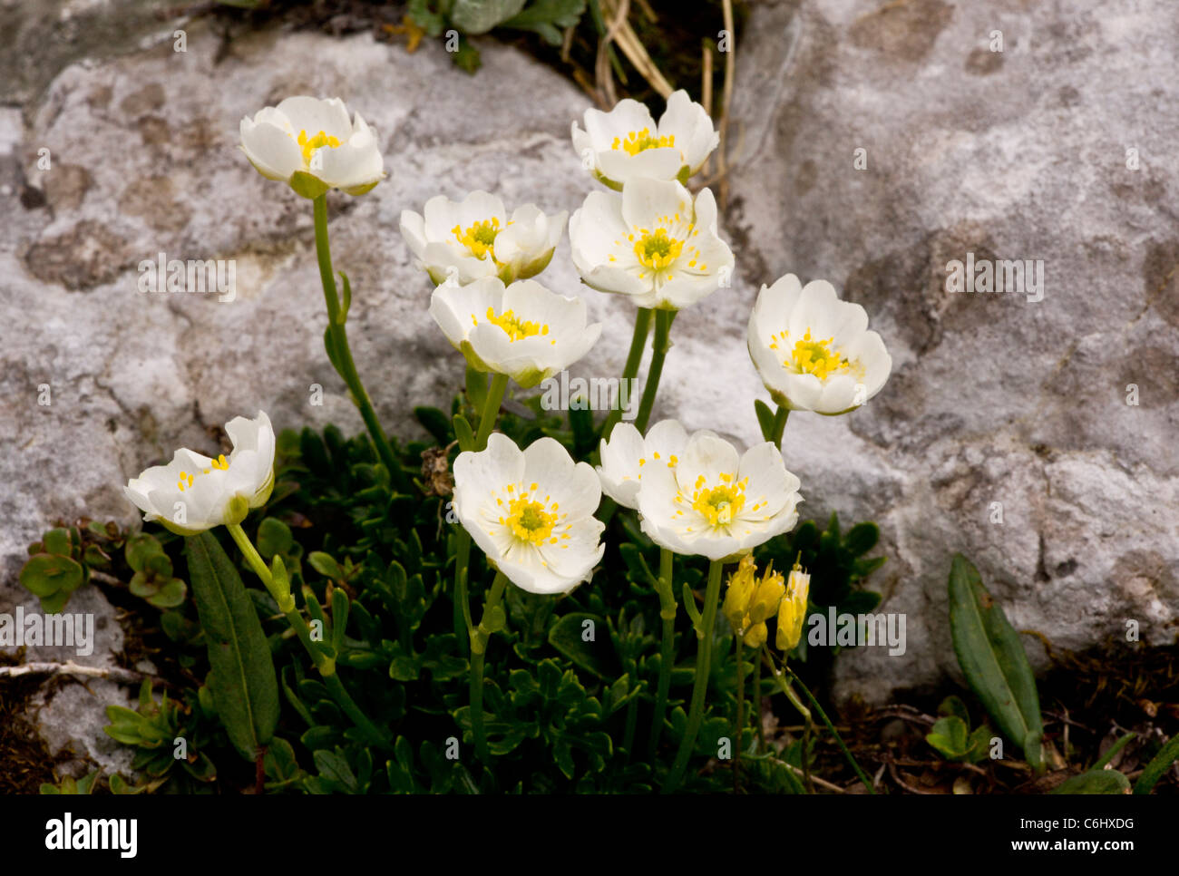 Alpine buttercup, Ranunculus alpestris, on limestone; Julian Alps, Slovenia. Stock Photo