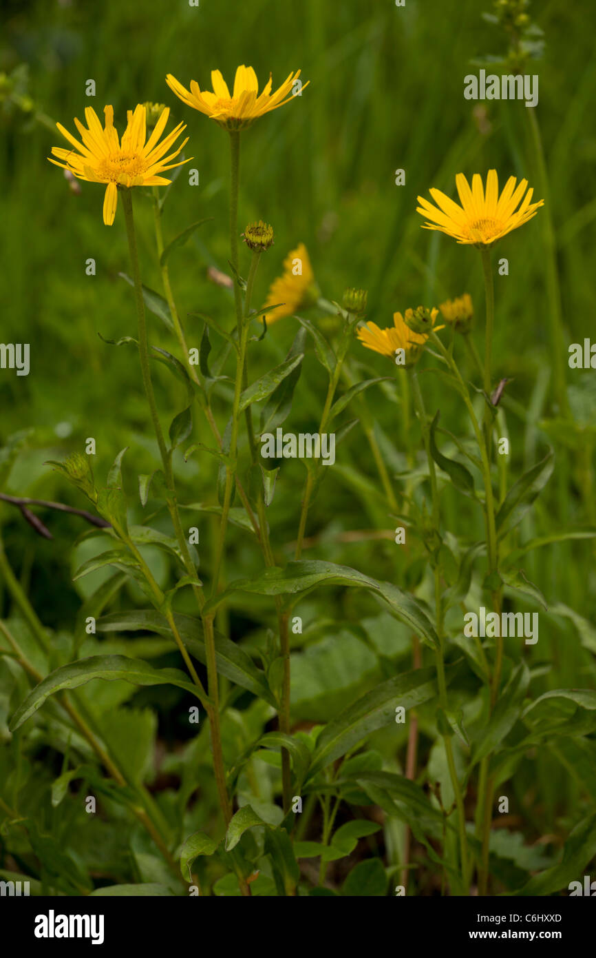 Yellow Ox-eye daisy, Buphthalmum salicifolium, Julian Alps, Slovenia. Stock Photo