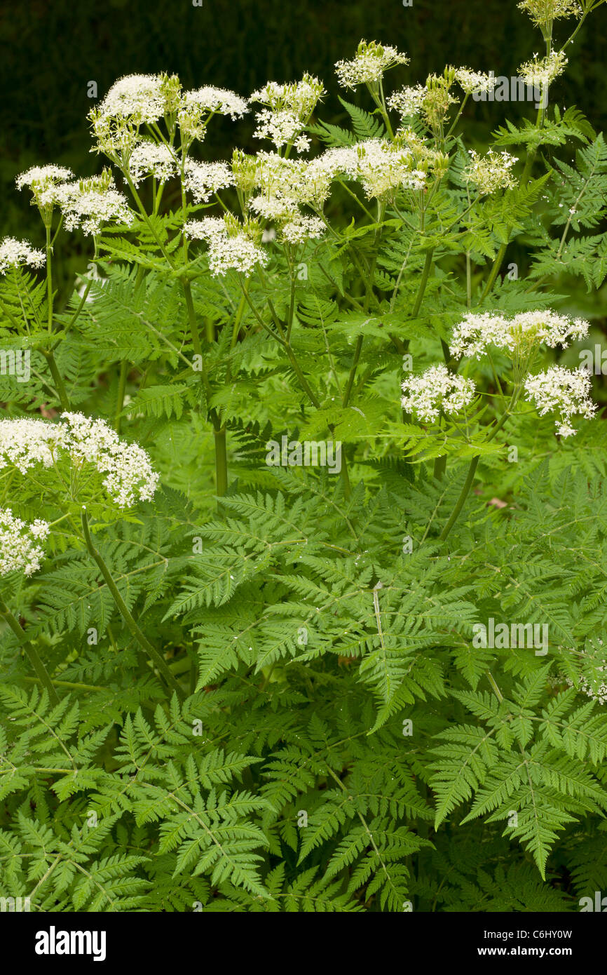 Sweet Cicely, Myrrhis odorata; very aromatic umbellifer. Roadside. Stock Photo