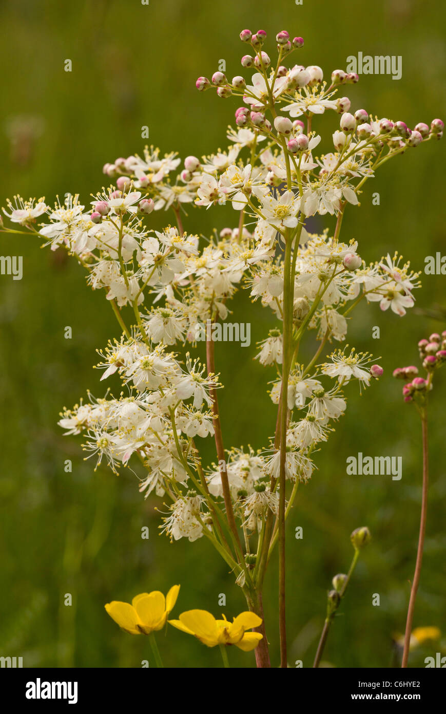Dropwort, Filipendula vulgaris in flower; limestone grassland. Stock Photo