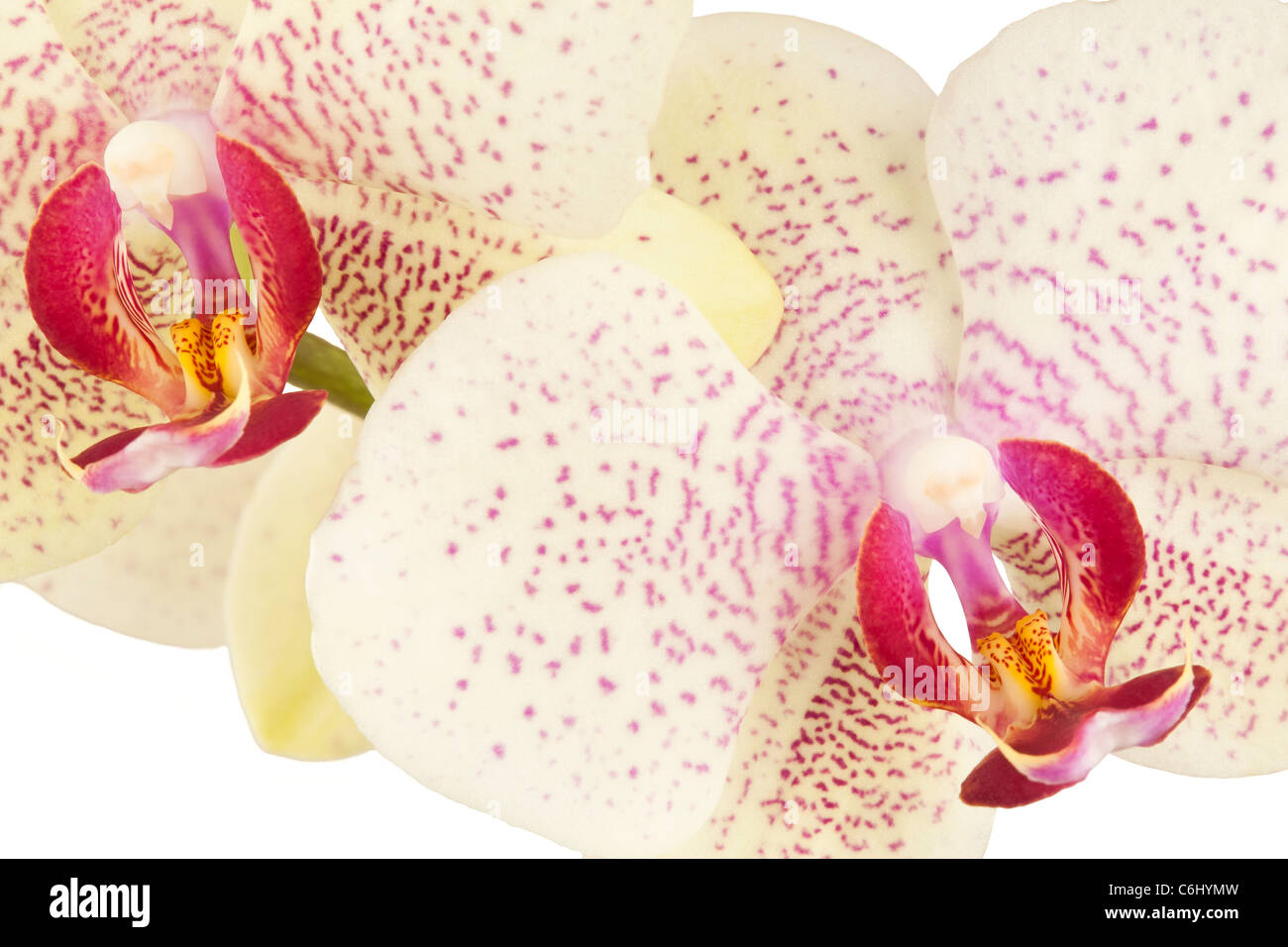 Two orchid flowers close up Stock Photo