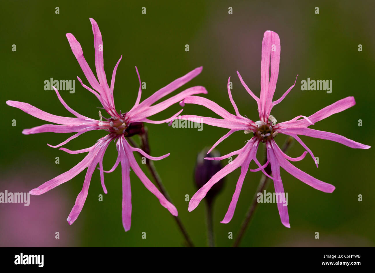 Ragged Robin, Lychnis flos-cuculi = Silene flos-cuculi in flower. Marshy grassland. Stock Photo