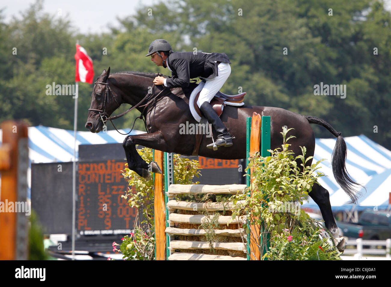 Hunter Jumper Horses