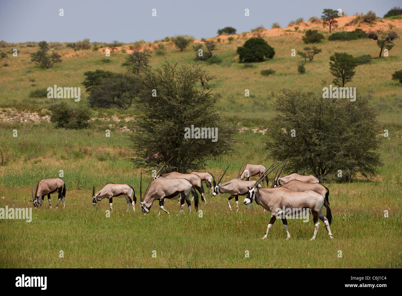Herd Of Gemsbok Or Oryx Oryx Gazella Kgalagadi Transfrontier Park Herd Of Gemsbok Or Oryx Oryx Gazella Kgalagadi Transfrontier Park