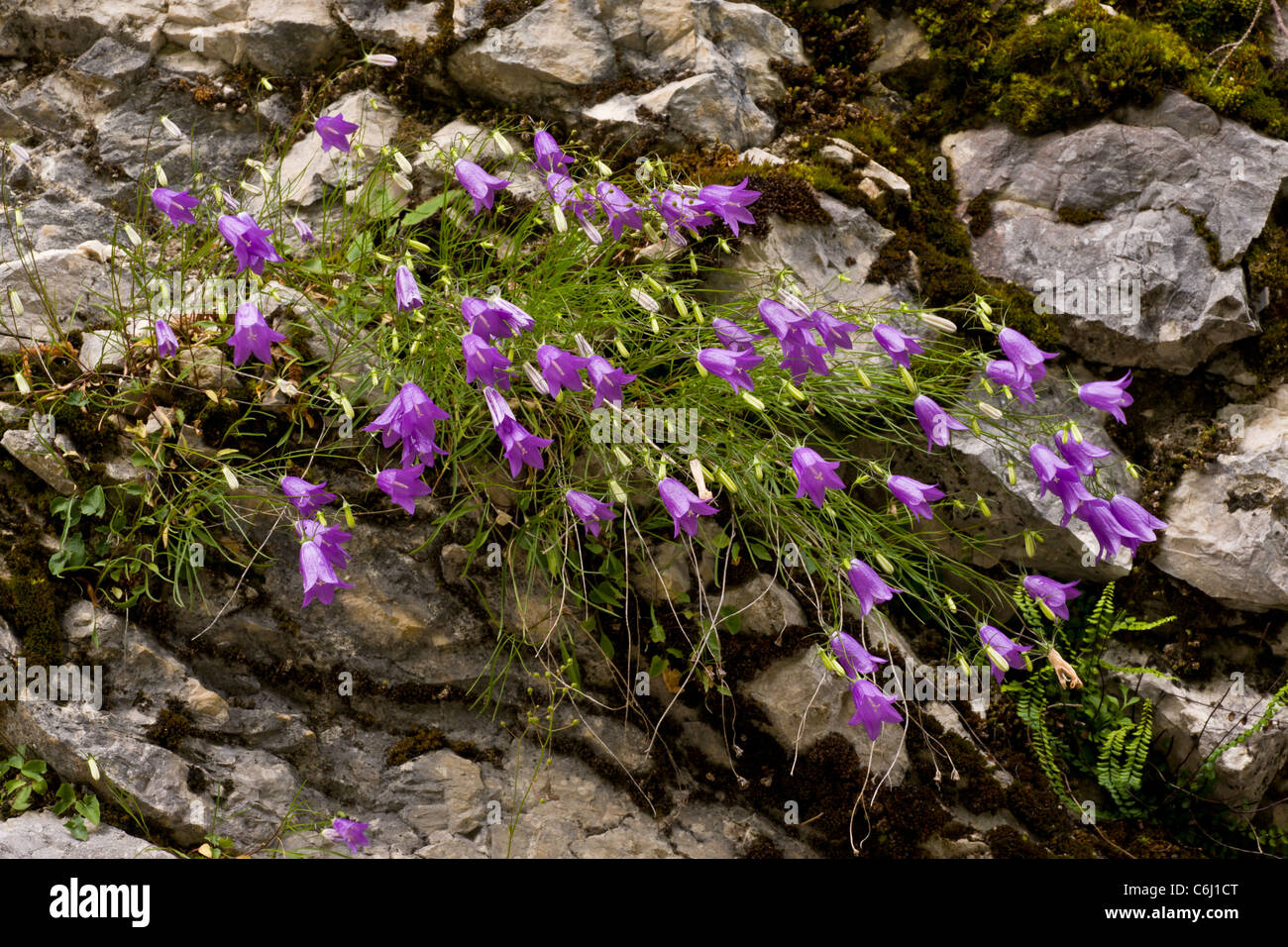 Harebell, Campanula rotundifolia, growing in clump on cliff; Slovenia. Stock Photo