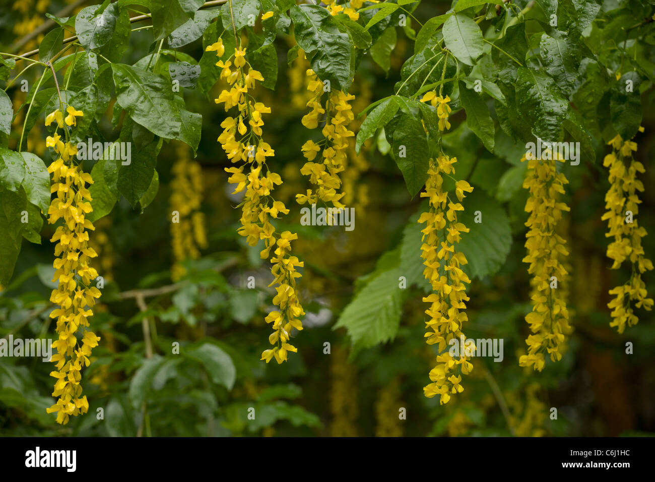 Alpine Laburnum, Laburnum alpinum, Julian Alps; Slovenia. Stock Photo