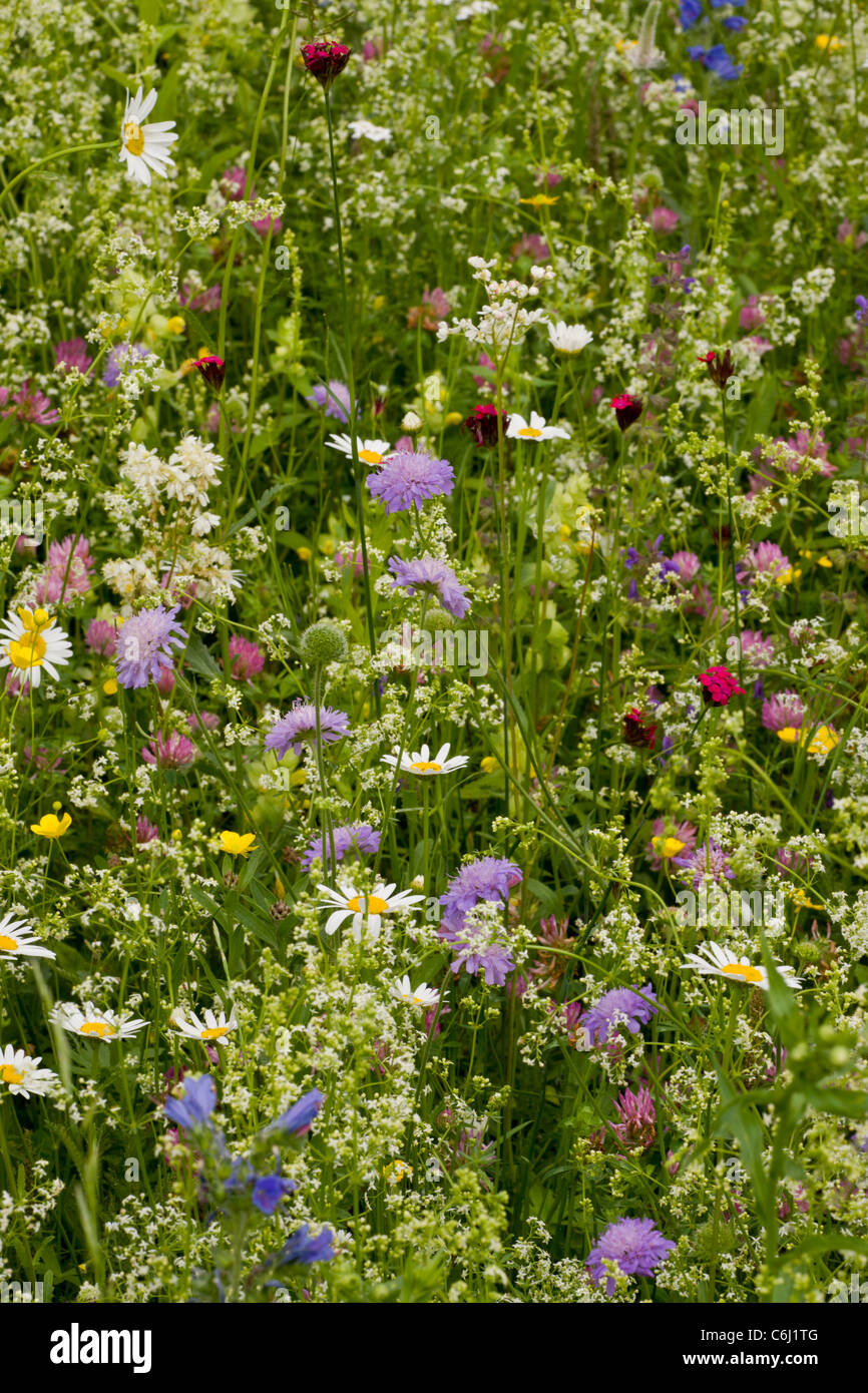 Flowery species-rich hay meadow - with Field Scabious, ox-eye daisy, bedstraw Triglav National Park, Julian Alps Stock Photo