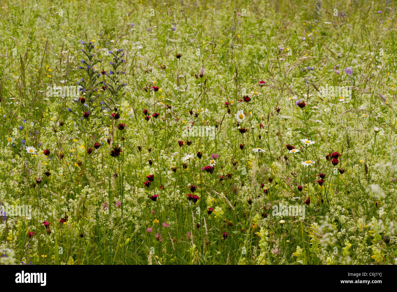 Flowery species-rich hay meadow - with carthusian pink, bedstraw, etc - at Bohinj, Triglav National Park, Julian Alps, Slovenia. Stock Photo
