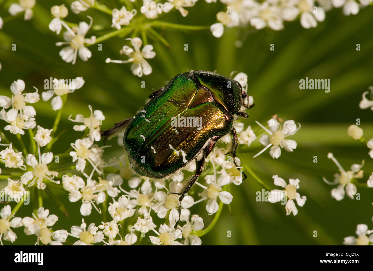Rose chafer, Cetonia aurata feeding on umbellifer flowers; Slovenia. Stock Photo
