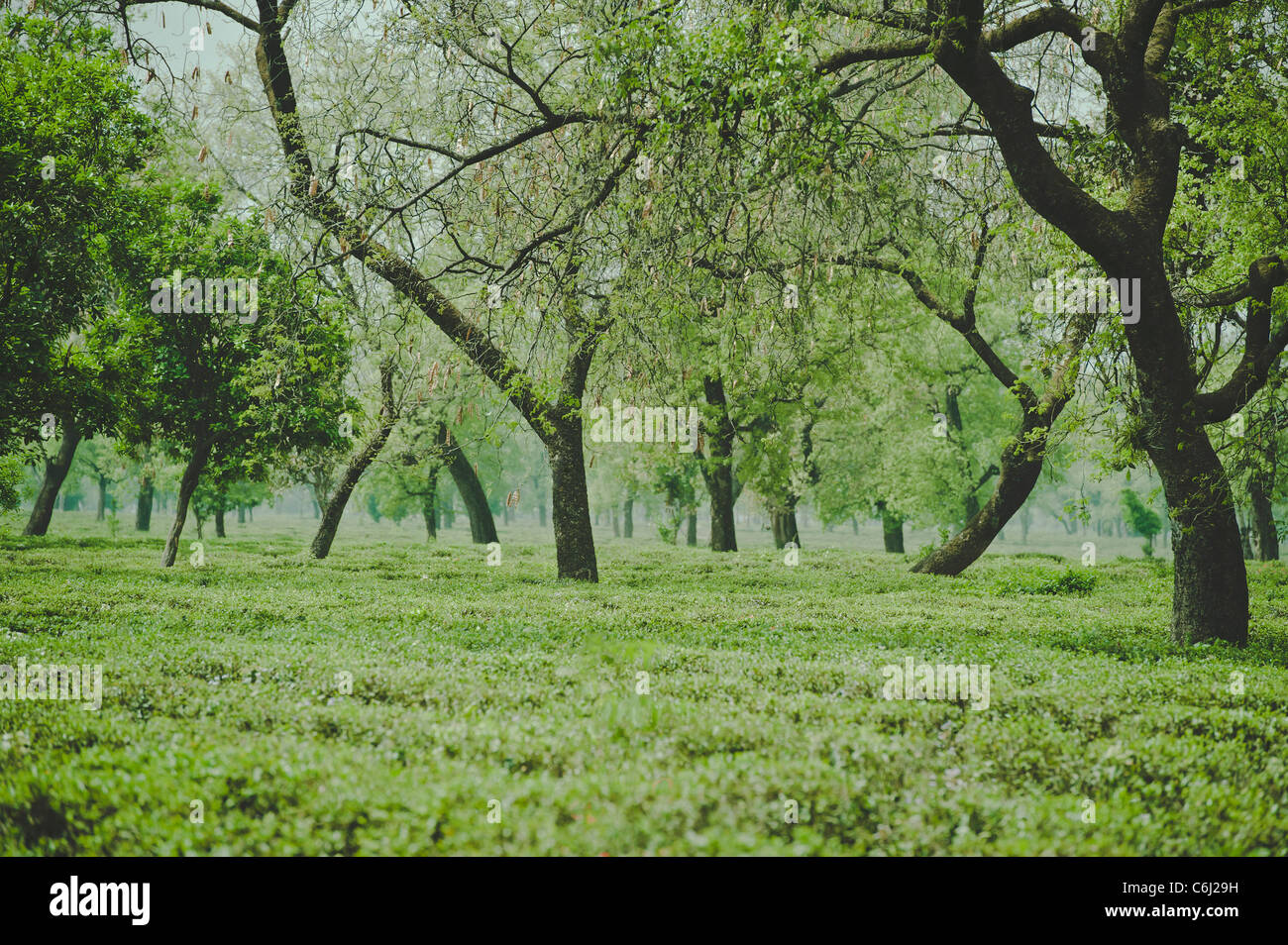 Green Tea[Land] [WOP] [PH] Garden under canopy of  trees . Stock Photo