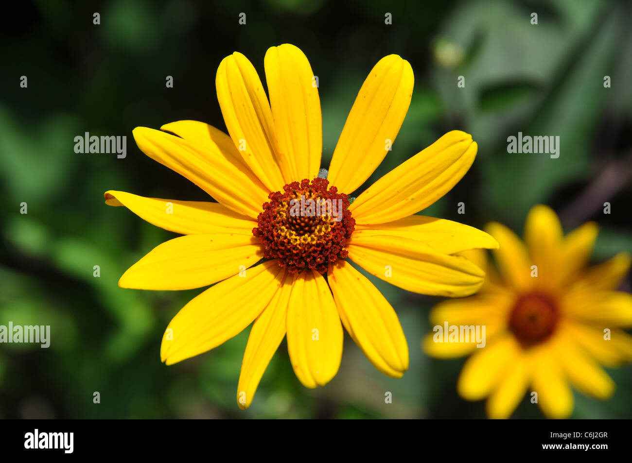 beautiful yellow flower of the heliopsis helianthoides scabra Stock Photo