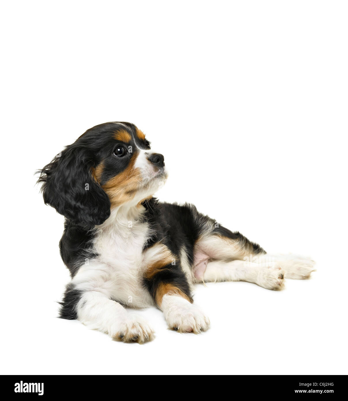 Cavalier King Charles Spaniel Stock Photo