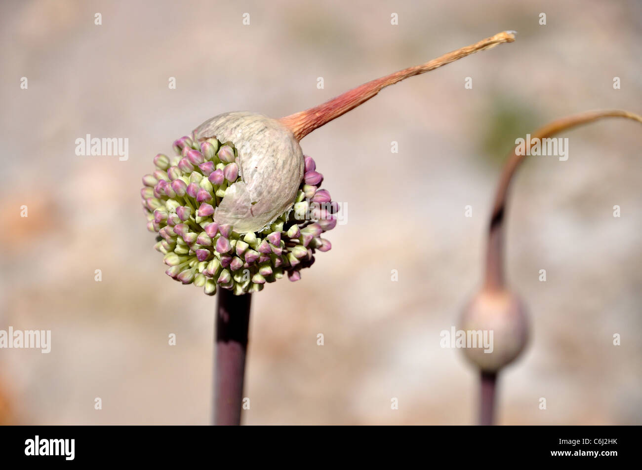 Leek bud in the proces of opening the florets Stock Photo
