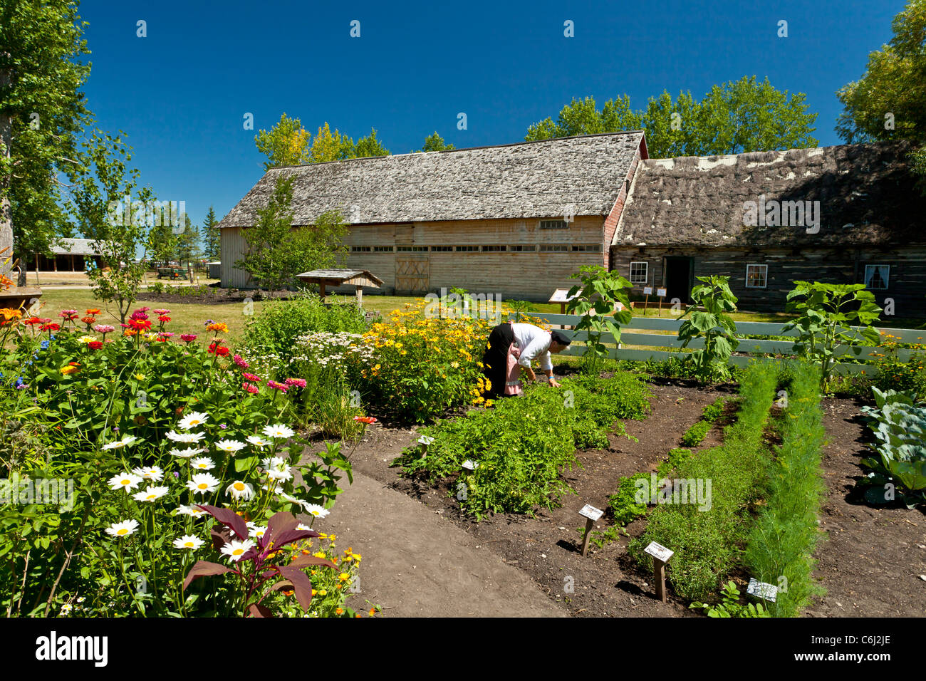 A Mennonite lady tending her garden at the Mennonite Heritage Village