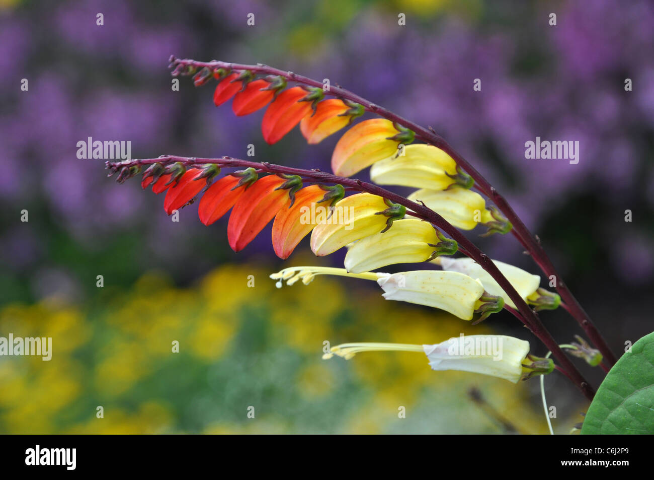 Beautiful multicolored flower of the ipomoea lobata Stock Photo