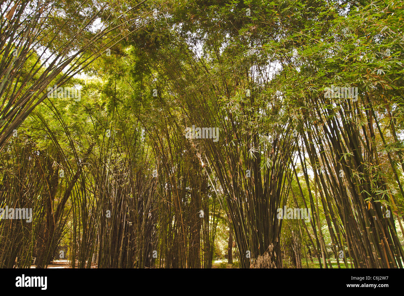 Bamboo pattern. Stock Photo
