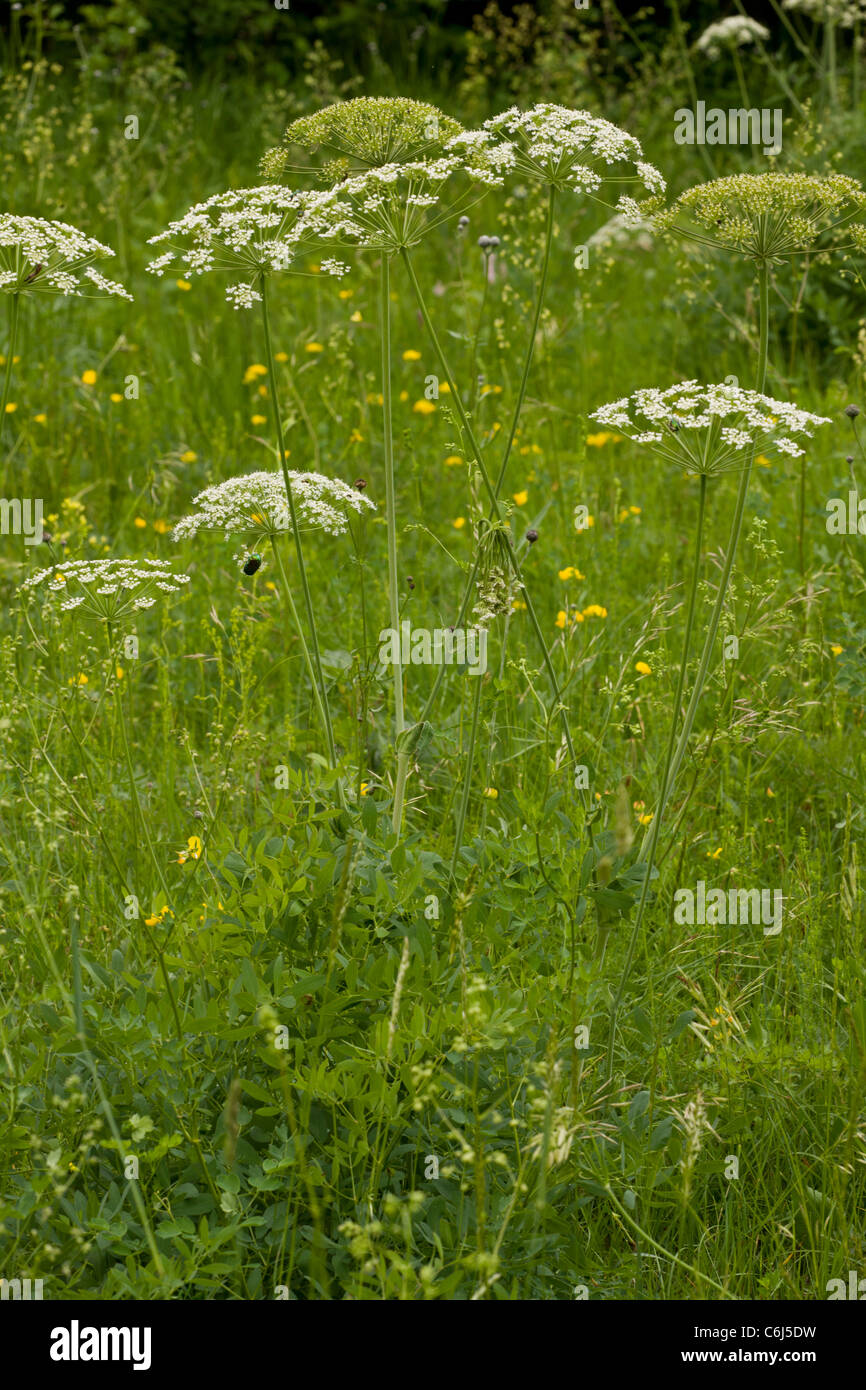 A sermountain, Laserpitium siler in flower, meadow, Slovenia. Stock Photo