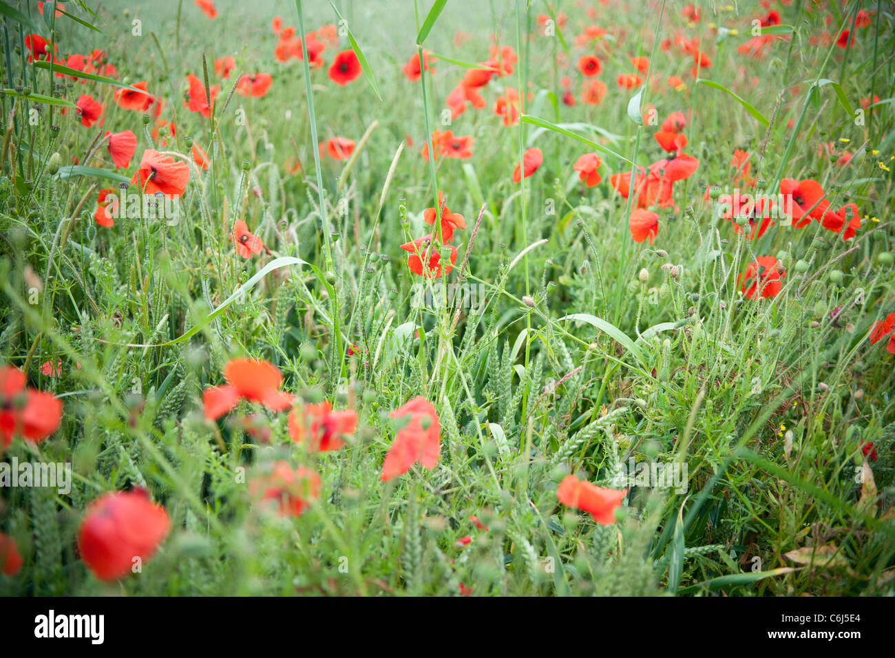 Red poppies in a cornfield Stock Photo Alamy