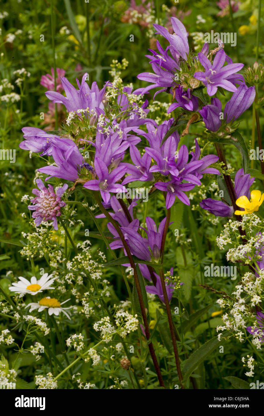 Clustered bellflower, Campanula glomerata in flower, limestone grassland. Stock Photo