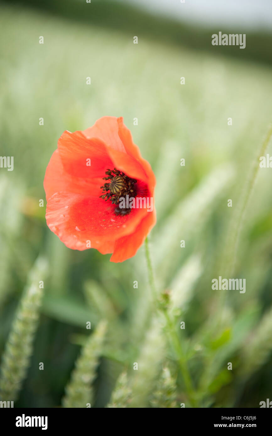 Close up of a red poppy in a cornfield Stock Photo