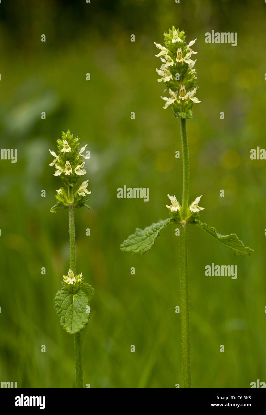 Yellow Betony, Stachys alopecuros in flower, in hay meadow; Slovenia. Stock Photo