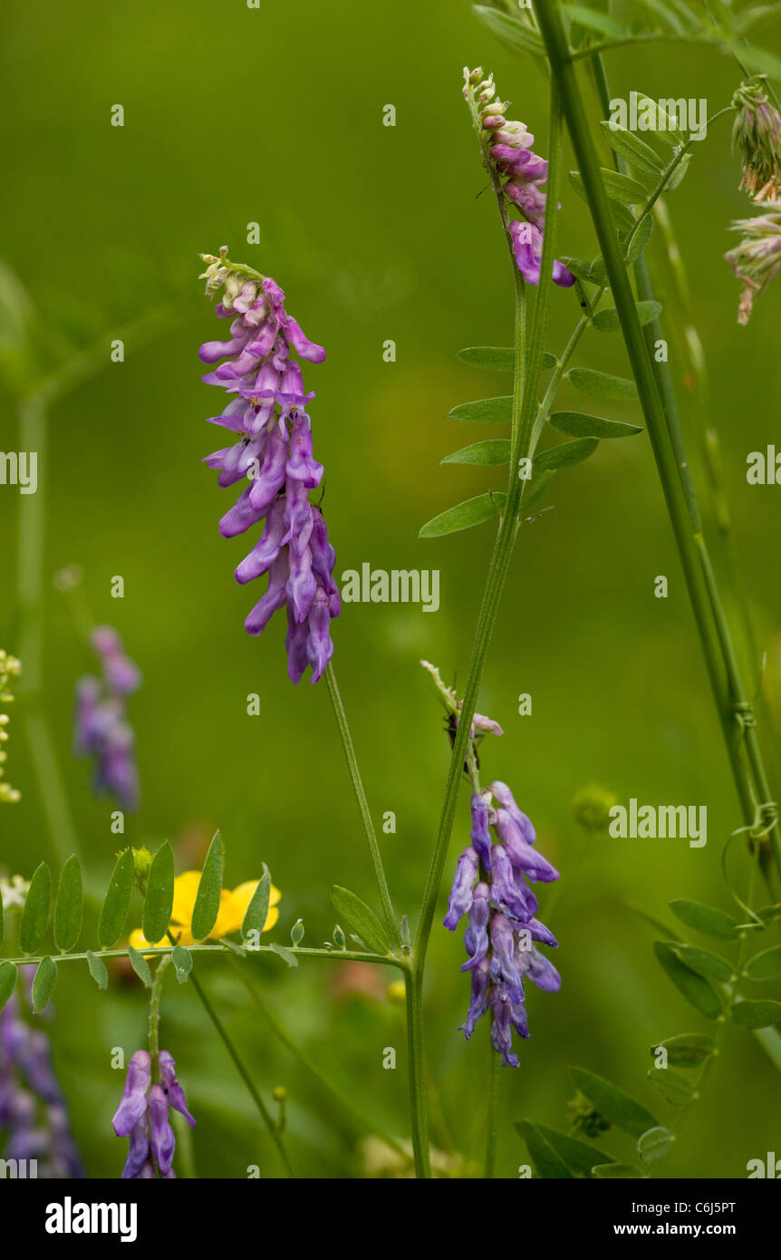 Tufted Vetch, Vicia cracca in flower on roadside verge. Stock Photo